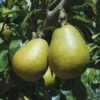 Blake's Pride European Pear -Orchard Sprout shutterstock image 9 1