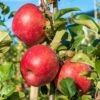 Early Pink Lady Apple -Orchard Sprout shutterstock image 943b9d3d e7a9 422a 8518 cd4d734f9699 1