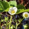 Male Musk Strawberry -Orchard Sprout shutterstock 1025150605