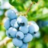 Alpha Toro Blueberry -Orchard Sprout shutterstock 1037342359 1