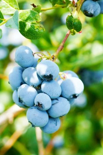 Alpha Toro Blueberry 3 Alpha Toro Blueberry