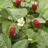 Wild Strawberry -Orchard Sprout shutterstock 104055983 1