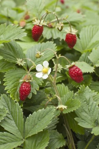 Wild Strawberry 3 Wild Strawberry