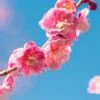 Peggy Clark Flowering Apricot -Orchard Sprout shutterstock 1061245775