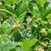 White Alpine Strawberry -Orchard Sprout shutterstock 1101871793