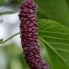 Pakistan Fruiting Mulberry