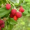 Caroline Raspberry Bundle (5 Plants) -Orchard Sprout shutterstock 1128998837 1acf3e08 26d9 4d05 ae3c ca5bcef7f0a3