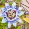 Blue Crown Passionflower -Orchard Sprout shutterstock 1141041311