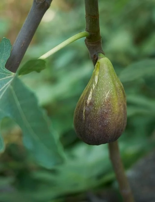 Raintree Brunswick Fig 3 Raintree Brunswick Fig