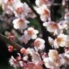 Bungo Flowering Apricot -Orchard Sprout shutterstock 1158646051