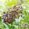 Wyldewood Elderberry 2 Wyldewood Elderberry -Orchard Sprout shutterstock 1171907257