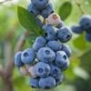 Reka Blueberry 1 Reka Blueberry -Orchard Sprout shutterstock 1192869697 1