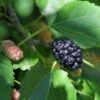 Wellington Mulberry 1 Wellington Mulberry -Orchard Sprout shutterstock 1199642386