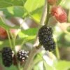 Kokuso Korean Mulberry -Orchard Sprout shutterstock 1208014621