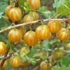 Hinnomaki Yellow Gooseberry -Orchard Sprout shutterstock 138667280