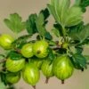 Invicta Gooseberry 2 Invicta Gooseberry -Orchard Sprout shutterstock 142468006