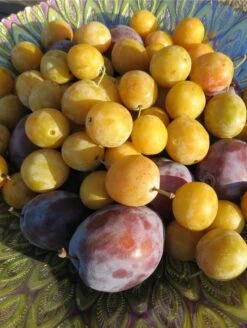 Best Seller -Orchard Sprout shutterstock 1427325371