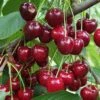 Danube Cherry 2 Danube Cherry -Orchard Sprout shutterstock 1455581603