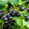 Ben More Black Currant 2 Ben More Black Currant -Orchard Sprout shutterstock 1482109526