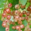 Pink Champagne Currant 1 Pink Champagne Currant -Orchard Sprout shutterstock 1485591821