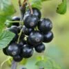 Minaj Smyriou Black Currant 2 Minaj Smyriou Black Currant -Orchard Sprout shutterstock 1497701447