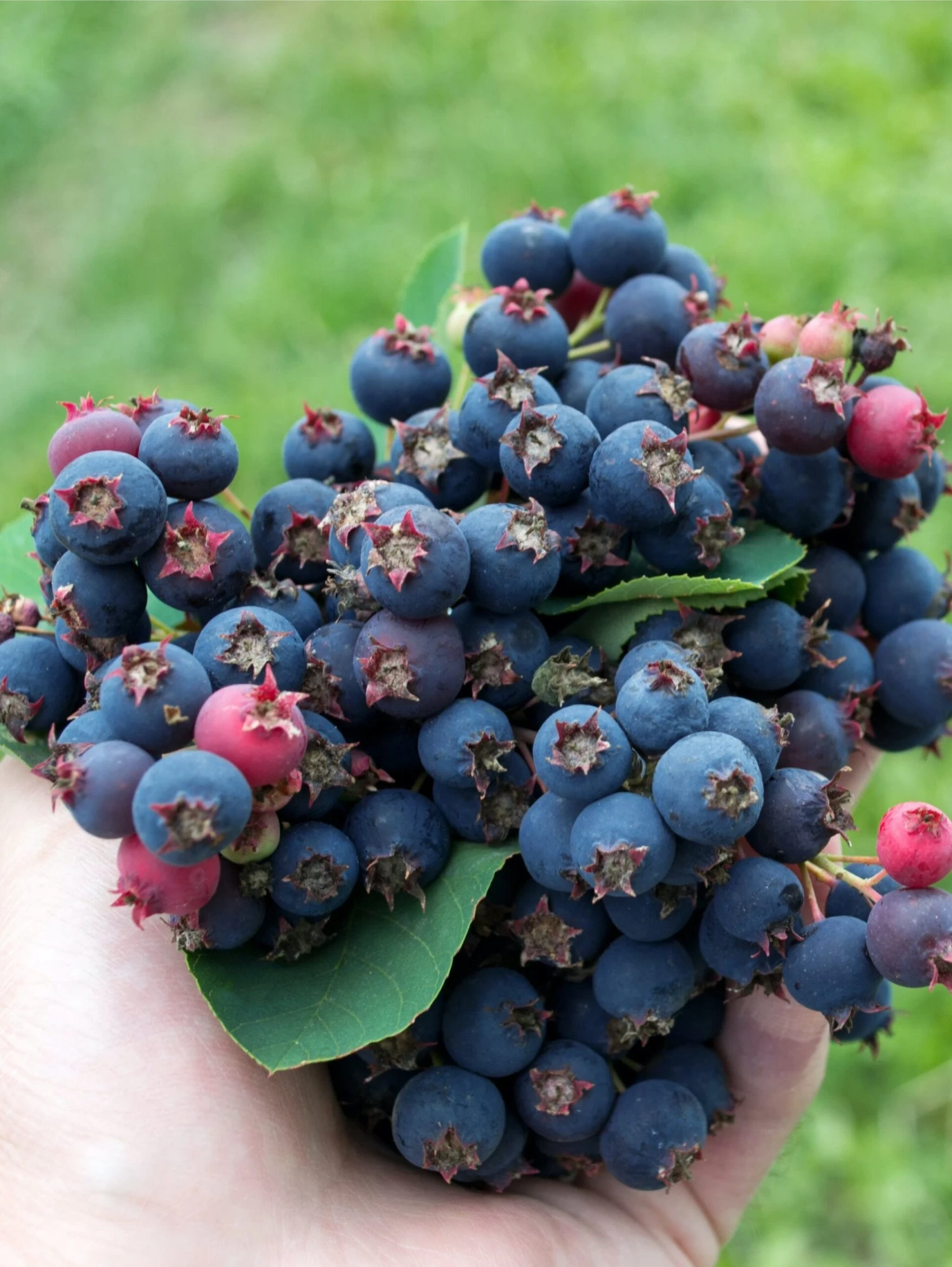 Thiessen Serviceberry 3 Thiessen Serviceberry