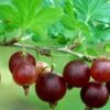 Black Velvet Gooseberry -Orchard Sprout shutterstock 175514207 1