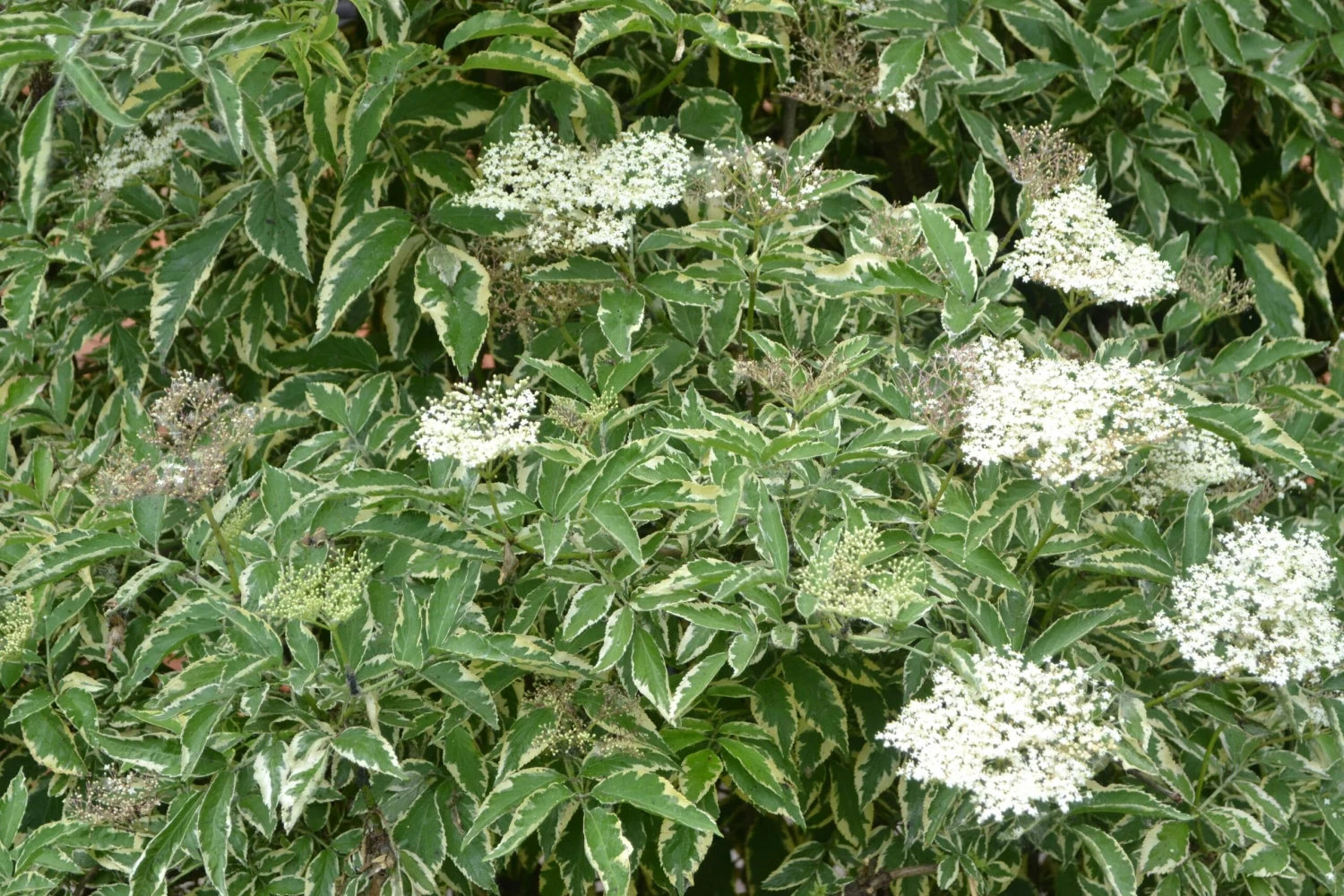 Variegated Elderberry 3 Variegated Elderberry