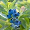 Blueray Blueberry 1 Blueray Blueberry -Orchard Sprout shutterstock 304755110 1
