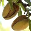 Hall's Hardy Almond -Orchard Sprout shutterstock 310404764