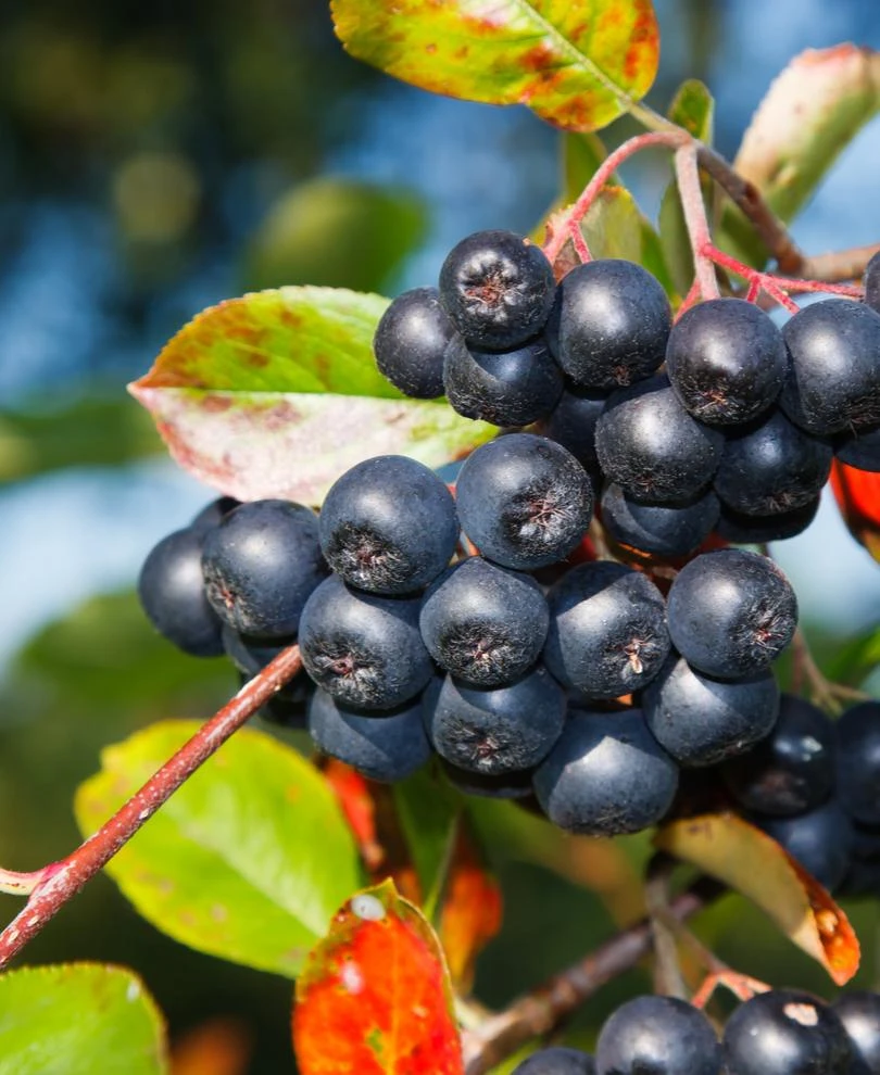 Aronia Seedling 3 Aronia Seedling