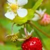 Profumata Musk Strawberry 1 Profumata Musk Strawberry -Orchard Sprout shutterstock 31985767
