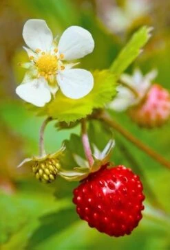 Profumata Musk Strawberry
