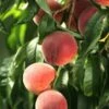 El Dorado Peach - Miniature 2 El Dorado Peach - Miniature -Orchard Sprout shutterstock 333793856