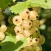 Primus White Currant -Orchard Sprout shutterstock 400449280