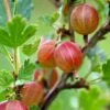 Jahn's Prairie Gooseberry -Orchard Sprout shutterstock 466143932