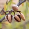 All In One Almond 1 All In One Almond -Orchard Sprout shutterstock 475794103