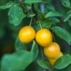 Mirabelle De Nancy European Plum 1 Mirabelle De Nancy European Plum -Orchard Sprout shutterstock 475989046