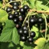Wellington XXX Black Currant -Orchard Sprout shutterstock 49241371