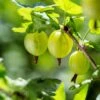 Whitesmith Gooseberry -Orchard Sprout shutterstock 554664052