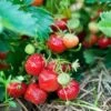 Capron Musk Strawberry -Orchard Sprout shutterstock 56673937