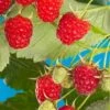 Cascade Delight Raspberry Bundle (5 Plants) -Orchard Sprout shutterstock 56724127 02deb844 cdbd 4b40 b3bb b6b1eb7b7921