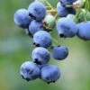 Bushel And Berry® Perpetua® Blueberry 2 Bushel And Berry® Perpetua® Blueberry -Orchard Sprout shutterstock 58923367 1