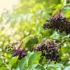 Haschberg Elderberry 2 Haschberg Elderberry -Orchard Sprout shutterstock 650694826