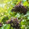 Sampo Elderberry 1 Sampo Elderberry -Orchard Sprout shutterstock 650694832 1