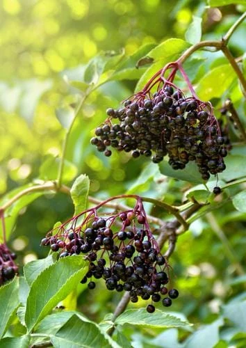 Sampo Elderberry 3 Sampo Elderberry