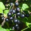 Kirovchanka Black Currant 1 Kirovchanka Black Currant -Orchard Sprout shutterstock 652922467