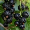Ben Sarek Black Currant 1 Ben Sarek Black Currant -Orchard Sprout shutterstock 688798615