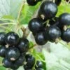 Hilltop Baldwin Black Currant -Orchard Sprout shutterstock 692408818