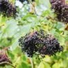 Korsor Elderberry -Orchard Sprout shutterstock 722683237 1